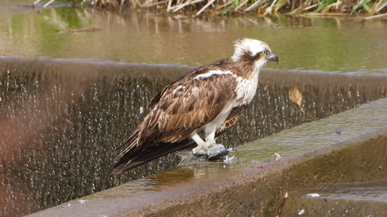 ミサゴは比較的よく見かける野鳥なのですが、こんなに近い距離で長い時間撮影する機会にはなかなか出会えません。この日は本当に機会に恵まれていたと思います。良かったです。